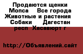 Продаются щенки Мопса. - Все города Животные и растения » Собаки   . Дагестан респ.,Хасавюрт г.